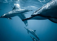 爱游戏体育-年薪2.44亿美元，球队15%的股份，等待父子同台，为何C罗这么值钱